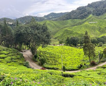Oggi Stay. è in giro per la Malesia, alla ricerca della Rafflesia