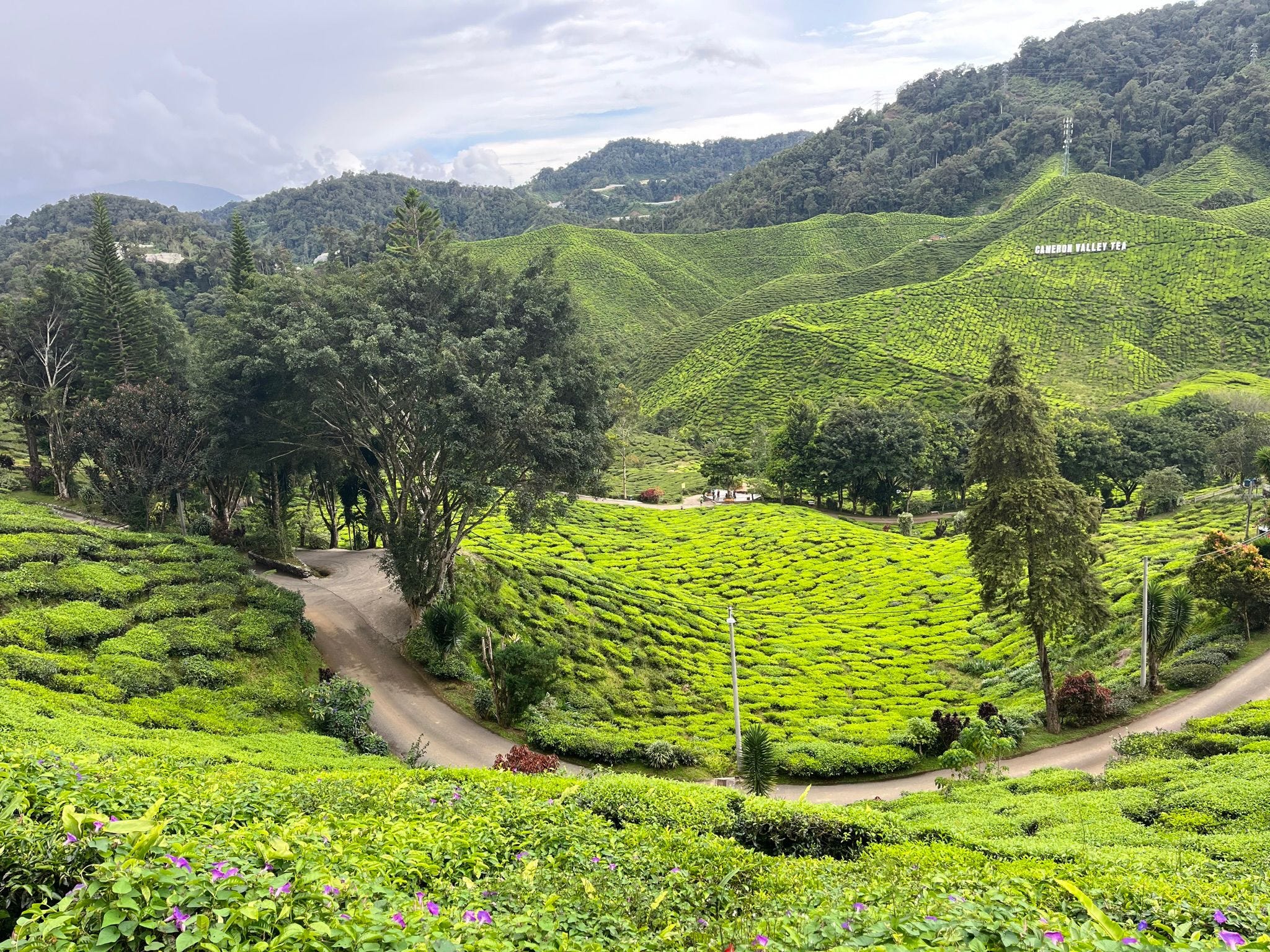 Al momento stai visualizzando Oggi Stay. è in giro per la Malesia, alla ricerca della Rafflesia